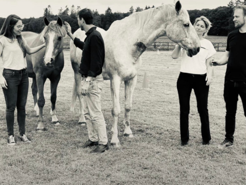 Paardencoaching - Apeldoorn